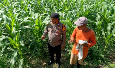 Perkuat-Swasembada-Pangan-di-Sidoarjo,-Polsek-Balongbendo-Pantau-Perkembangan-Tanaman-Jagung-Hibrida